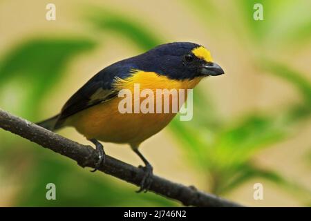 Blauer und gelber Vogel Gelbkehlige Ephonie, Ephonia hirundinacea, Costa Rica Stockfoto