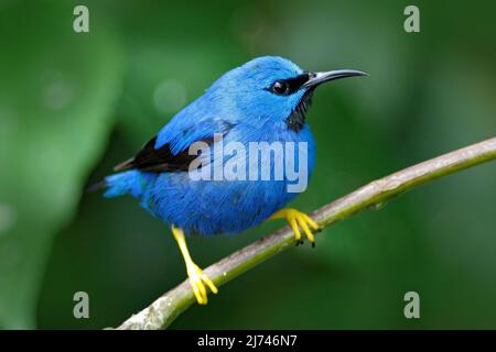 Leuchtender Honigkriecher, Cyanerpes lucidus, exotischer tropisch blauer Vogel mit gelbem Bein aus Panama Stockfoto