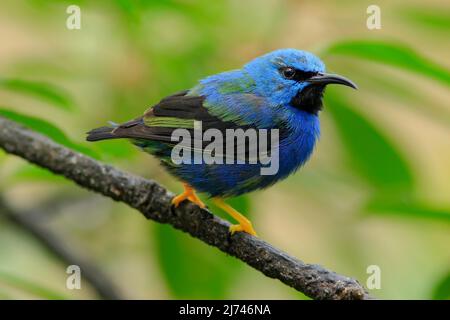 Shining Honeycreeper, Cyanerpes lucidus, exotische Tropic blue bird Form Costa Rica Stockfoto