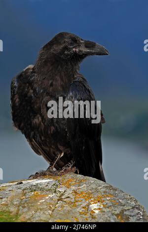 Schwarzer Vogelraben, Corvus corax, sitzt auf dem grauen Stein mit gelbem Moos Stockfoto