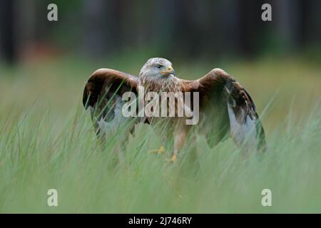 Greifvögel Roter Drachen, Milvus milvus, landet im grünen Sumpfgras, mit offener Flügelspannweite, Wald im Hintergrund Stockfoto