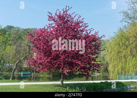 Japanische blühende Krabbelbäume umhüllten Blumen, die am Ufer des Teiches im Königlichen Wildreservat in Prag wachsen. Hochformat, keine Personen. Stockfoto