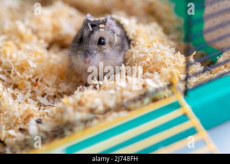 Lustiger Hamster sitzt im Käfig, selektiver Fokus. Hochwertige Fotos Stockfoto