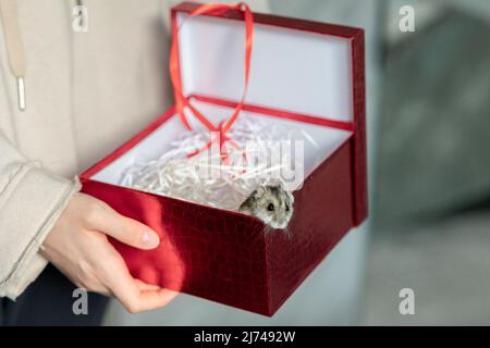 Lustiger Hamster, der aus der roten Geschenkbox guckt, selektiver Fokus. Hochwertige Fotos Stockfoto