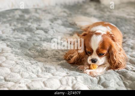 Portrait reinrassig niedlichen Welpen Cavalier King Charles Spaniel. Hund Kauknochen liegen auf dem Bett, selektiver Fokus. Hochwertige Fotos Stockfoto