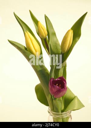 Drei gelbe und eine einzelne rote Tulpe (Tulpen) vor neutralem Hintergrund Stockfoto