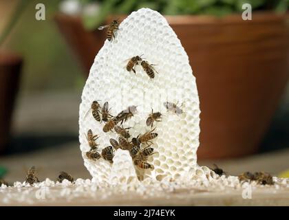 06. Mai 2022, Berlin: Honigbienen haben damit begonnen, auf dem Deckel einer sogenannten Schwarmkiste wilde Waben zu bauen, damit ihre Königin Eier legen kann. Der Schwarm wurde vor drei Tagen gefangen genommen, nachdem er dem natürlichen Drang zur Fortpflanzung gefolgt war und den Bienenstock zusammen mit der Königin verlassen hatte. Die übrigen Bienen erheben eine neue Königin und bilden so ein neues Kolonie. Foto: Wolfgang Kumm/dpa Stockfoto