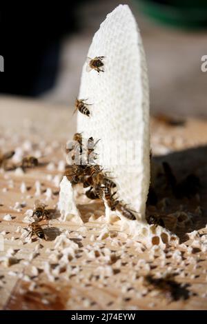 06. Mai 2022, Berlin: Honigbienen haben damit begonnen, auf dem Deckel einer sogenannten Schwarmkiste wilde Waben zu bauen, damit ihre Königin Eier legen kann. Der Schwarm wurde vor drei Tagen gefangen genommen, nachdem er dem natürlichen Drang zur Fortpflanzung gefolgt war und den Bienenstock zusammen mit der Königin verlassen hatte. Die übrigen Bienen erheben eine neue Königin und bilden so ein neues Kolonie. Foto: Wolfgang Kumm/dpa Stockfoto