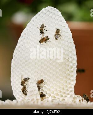 06. Mai 2022, Berlin: Honigbienen haben damit begonnen, auf dem Deckel einer sogenannten Schwarmkiste wilde Waben zu bauen, damit ihre Königin Eier legen kann. Der Schwarm wurde vor drei Tagen gefangen genommen, nachdem er dem natürlichen Drang zur Fortpflanzung gefolgt war und den Bienenstock zusammen mit der Königin verlassen hatte. Die übrigen Bienen erheben eine neue Königin und bilden so ein neues Kolonie. Foto: Wolfgang Kumm/dpa Stockfoto