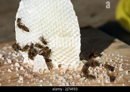 06. Mai 2022, Berlin: Honigbienen haben damit begonnen, auf dem Deckel einer sogenannten Schwarmkiste wilde Waben zu bauen, damit ihre Königin Eier legen kann. Der Schwarm wurde vor drei Tagen gefangen genommen, nachdem er dem natürlichen Drang zur Fortpflanzung gefolgt war und den Bienenstock zusammen mit der Königin verlassen hatte. Die übrigen Bienen erheben eine neue Königin und bilden so ein neues Kolonie. Foto: Wolfgang Kumm/dpa Stockfoto