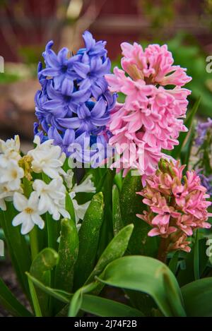 In einem Blumenbeet wachsen helle bunte große Hyazinthen. Frühlings-KnollenPrimeln. Stockfoto