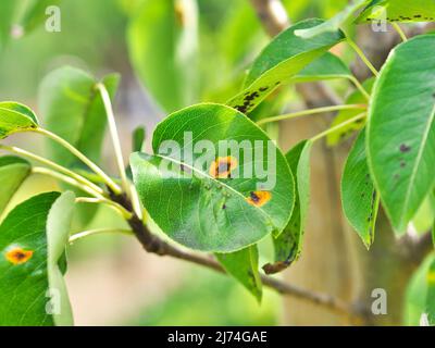 Foto zeigt eine Rosterkrankung (Birnenrost) an Birne Stockfoto