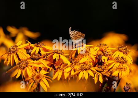 Agrynnini butterfuttering auf Blumen an einem warmen, sonnigen Tag. Natürliches, helles Licht, Aufnahme bei guten Lichtverhältnissen. Stockfoto