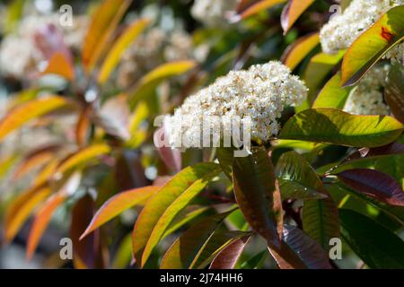 Italien, Lombardei, Photinia, Photinia Fraseri, Blumen Stockfoto