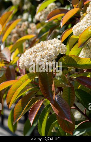 Italien, Lombardei, Photinia, Photinia Fraseri, Blumen Stockfoto