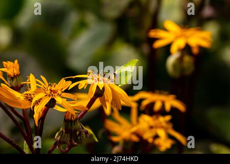 Der Brimstone-Schmetterling ernährt sich an einem warmen, sonnigen Tag von Blumen. Natürliches, helles Licht, Aufnahme bei guten Lichtverhältnissen. Stockfoto