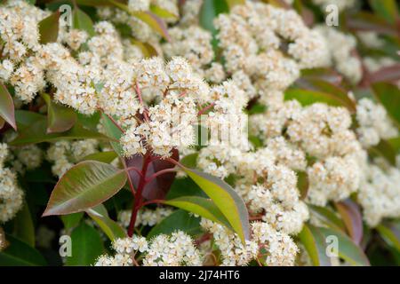 Italien, Lombardei, Photinia, Photinia Fraseri, Blumen Stockfoto