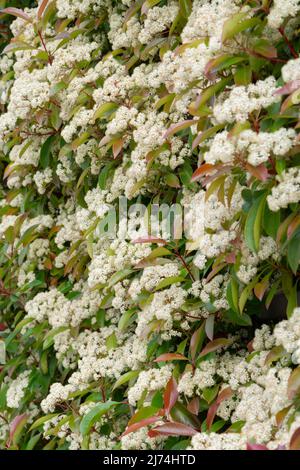 Italien, Lombardei, Photinia, Photinia Fraseri, Blumen Stockfoto