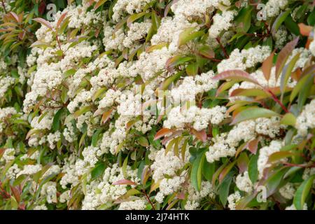 Italien, Lombardei, Photinia, Photinia Fraseri, Blumen Stockfoto