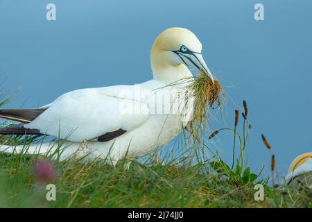 Gannet, Wissenschaftlicher Name: Morus bassanus, nördlicher Gannet, der Gräser von der Klippe sammelt, um sie als Nistmaterial zu verwenden. Nahaufnahme. Nach rechts. C Stockfoto