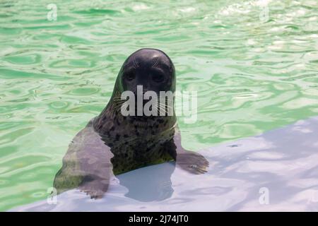 Nahaufnahme des Kopfes eines niedlichen Hafens oder einer Robbe im Seal Sanctuary Ecomare auf der Insel Texel, Niederlande Stockfoto