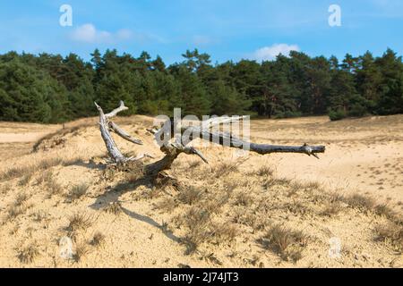 Panoramablick auf das Naturschutzgebiet Hulshorsterzand auf der Veluwe in den Niederlanden. Pinienwälder und Treibsand von Hulshorster Zand bei Nunspeed. Stockfoto