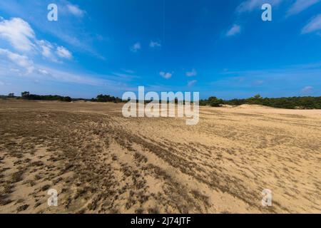 Panoramablick auf das Naturschutzgebiet Hulshorsterzand auf der Veluwe in den Niederlanden. Pinienwälder und Treibsand von Hulshorster Zand bei Nunspeed. Stockfoto