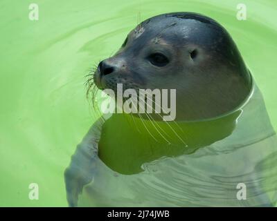 Nahaufnahme des Kopfes eines niedlichen Hafens oder einer Robbe im Seal Sanctuary Ecomare auf der Insel Texel, Niederlande Stockfoto