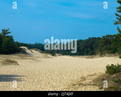 Panoramablick auf das Naturschutzgebiet Hulshorsterzand auf der Veluwe in den Niederlanden. Pinienwälder und Treibsand von Hulshorster Zand bei Nunspeed. Stockfoto