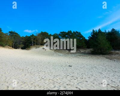 Panoramablick auf das Naturschutzgebiet Hulshorsterzand auf der Veluwe in den Niederlanden. Pinienwälder und Treibsand von Hulshorster Zand bei Nunspeed. Stockfoto