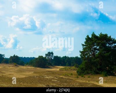 Panoramablick auf das Naturschutzgebiet Hulshorsterzand auf der Veluwe in den Niederlanden. Pinienwälder und Treibsand von Hulshorster Zand bei Nunspeed. Stockfoto