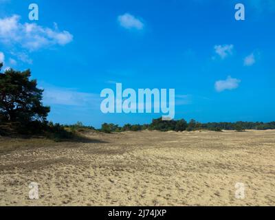 Panoramablick auf das Naturschutzgebiet Hulshorsterzand auf der Veluwe in den Niederlanden. Pinienwälder und Treibsand von Hulshorster Zand bei Nunspeed. Stockfoto