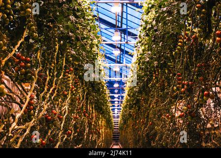 Tomaten, die in einem Gewächshaus angebaut werden. 85 % der in Island erzeugten Energie stammt aus nachhaltigem Ursprung (Wasserkraft und Geothermie), 66 % davon aus der Geothermie. Seine Bewohner nutzen diese Energie seit Hunderten von Jahren, um Thermalbäder zu nutzen, aber heute gibt es noch viele weitere Anwendungen, zum Beispiel die Wärmeversorgung von 9 von 10 Häusern und die Energieversorgung von Industrien mit großem Bedarf. Dank dieser unerschöpflichen Wärmequelle und ihrem niedrigen Preis ist es auch möglich, das ganze Jahr über Obst und Gemüse in Gewächshäusern anzubauen. Sie verwenden keine Chemikalien, sondern nur biologische Lösungen und werden mit hoher Qualität bewässert Stockfoto