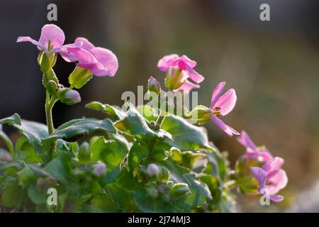 Violette Felskresse (Aubrieta deltoidea), Blüten im Gegenlicht Stockfoto