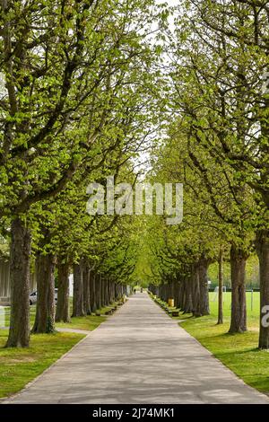 Basel, Schweiz - April 2022: Baumallee im Merian Gardens, einem botanischen Garten in der Nähe des Stadtzentrums Stockfoto