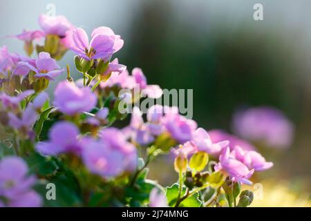Violette Felskresse (Aubrieta deltoidea), Blüten im Gegenlicht Stockfoto