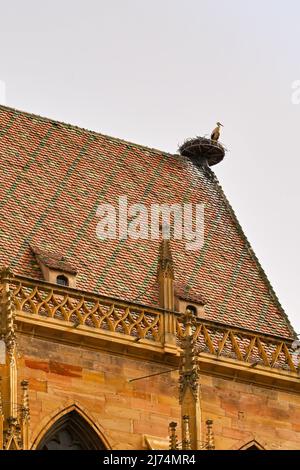 Colmar, Frankreich - April 2022: Storch brütet auf der Kathedrale im Stadtzentrum Stockfoto