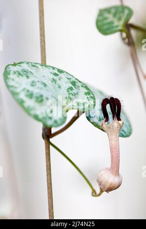 Herzband, Rosenkranz-Rebe (Ceropegia woodii, Ceropegia linearis ssp. Woodii), Blume Stockfoto