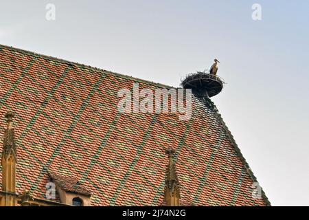 Colmar, Frankreich - April 2022: Storch brütet auf der Kathedrale im Stadtzentrum Stockfoto