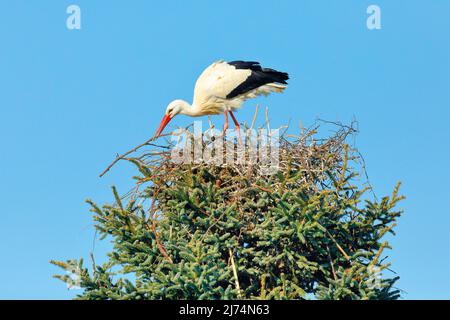 Weißstorch (Ciconia ciconia), ein Nest in einer Baumspitze, Schweiz, Kanton Zürich, Oetwil am See Stockfoto