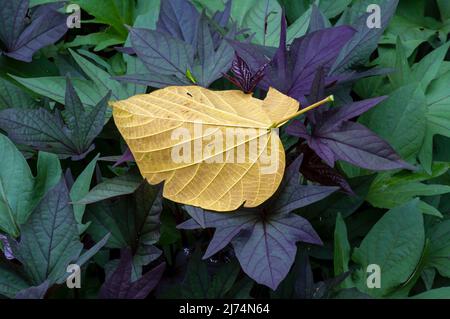 Ein trockenes Tahongai, Timoho (Kleinhovia hospita L.) Blatt auf bunten Süßkartoffeln (Ipomoea batatas) Blätter Stockfoto