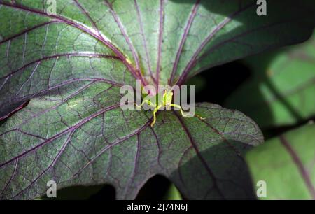 Eine Heuschrecke und Farbabstufung von Süßkartoffeln (Ipomoea batatas) Blätter, in Indonesien Ubi Jalar genannt Stockfoto