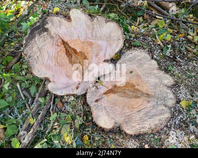 weide, Weide (Salix spec.), Baumscheibe mit Kernfäule, Deutschland Stockfoto