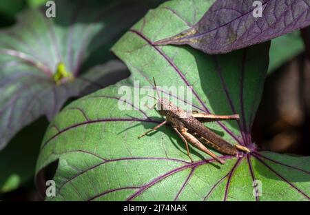 Eine Heuschrecke und Farbabstufung von Süßkartoffeln (Ipomoea batatas) Blätter, in Indonesien Ubi Jalar genannt Stockfoto