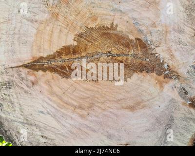 weide, Weide (Salix spec.), Baumscheibe mit Kernfäule, Deutschland Stockfoto