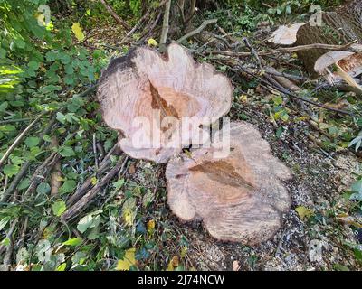 weide, Weide (Salix spec.), Baumscheibe mit Kernfäule, Deutschland Stockfoto