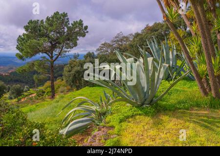 Agave, Century Plant (Agave americana), große Century Plants auf einem Hügel, Portugal, Algarve, Serra de Monchique Stockfoto