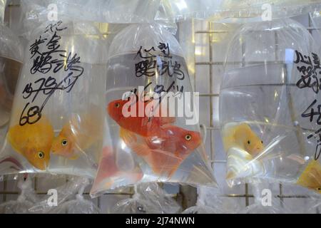 Abgepackte Spielzeugfische in Plastiktüten, typische Tierhandlung in Kowloon, China, Hongkong Stockfoto