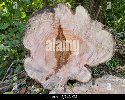 weide, Weide (Salix spec.), Baumscheibe mit Kernfäule, Deutschland Stockfoto