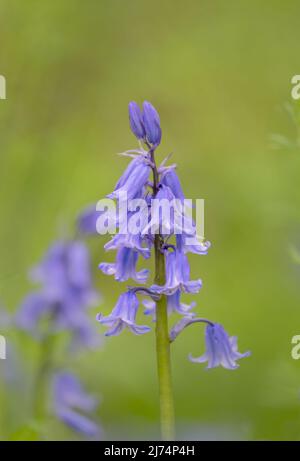 Exquisite Bluebell Blume, (Hyacinthoides non-scripta), fotografiert vor einem schlichten grünen Blatthintergrund Stockfoto